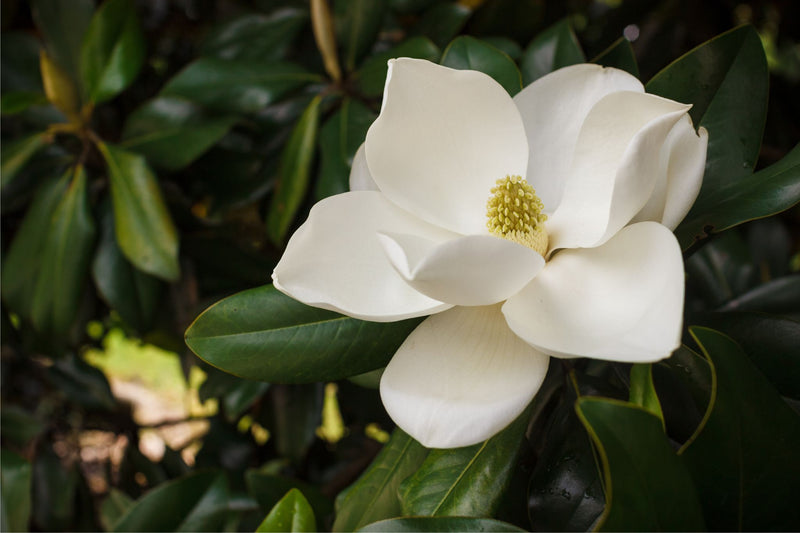Magnolia extract
